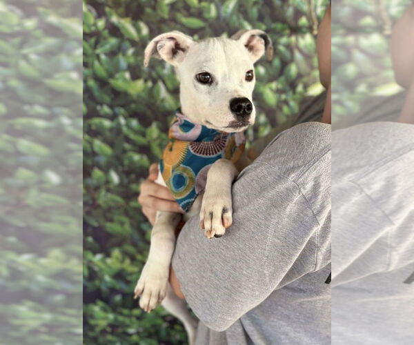 Medium Photo #6 Boston Terrier-Unknown Mix Puppy For Sale in New York, NY, USA