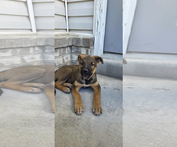 Medium Photo #1 German Shepherd Dog Puppy For Sale in MIDWAY, UT, USA