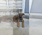 Small German Shepherd Dog