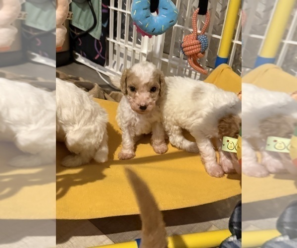 Medium Photo #19 Goldendoodle (Miniature) Puppy For Sale in ELBERT, CO, USA