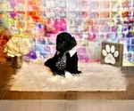 Small Photo #2 Goldendoodle Puppy For Sale in LAKE MARY, FL, USA