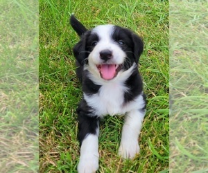 English Shepherd Puppy for Sale in MARCELLUS, Michigan USA