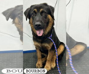 Mutt Dogs for adoption in Woodbury, NY, USA