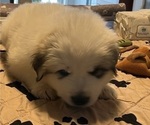Small Photo #18 Great Pyrenees Puppy For Sale in MOUNT AIRY, NC, USA