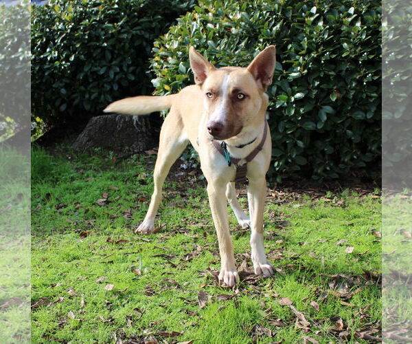 Medium Photo #3 Mutt Puppy For Sale in Yuba City, CA, USA