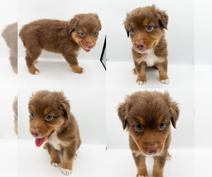 Miniature Australian Shepherd Puppy for sale in BROOKER, FL, USA