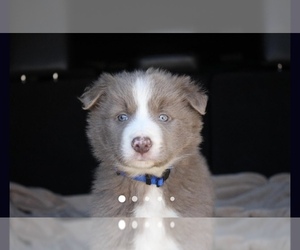 Border Collie Puppy for sale in ALISO VIEJO, CA, USA