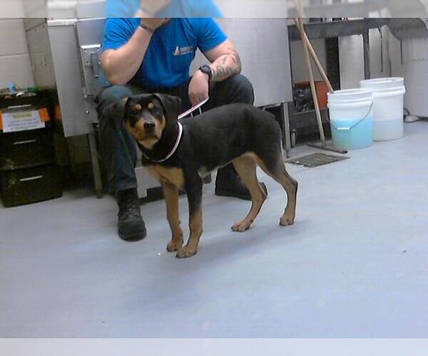 Medium Photo #1 Rottweiler-Unknown Mix Puppy For Sale in Fayetteville, NC, USA