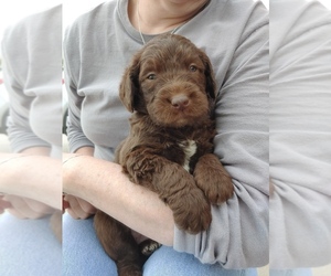 Labradoodle Puppy for sale in BOISE, ID, USA