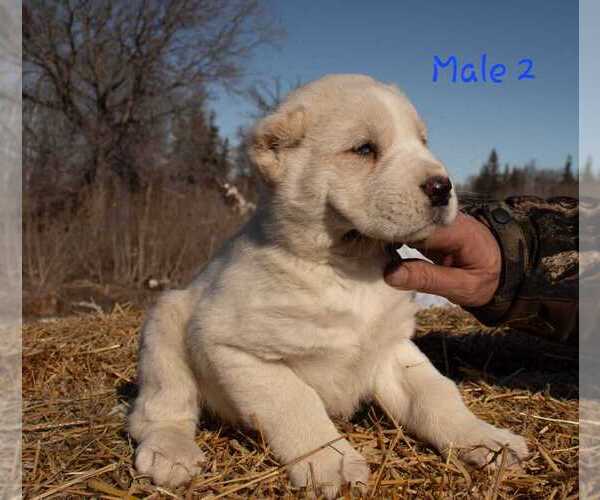 Medium Photo #12 Central Asian Shepherd Dog Puppy For Sale in Winnipeg, Manitoba, Canada