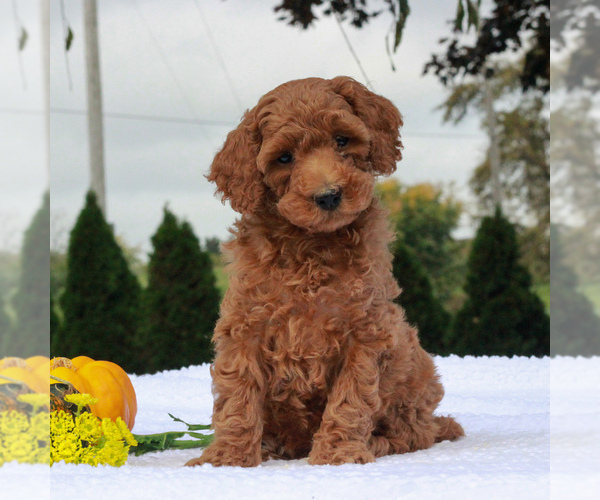 Medium Photo #4 Poodle (Miniature) Puppy For Sale in GAP, PA, USA