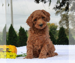Small Photo #4 Poodle (Miniature) Puppy For Sale in GAP, PA, USA