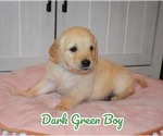 Puppy Dark Green boy Golden Retriever