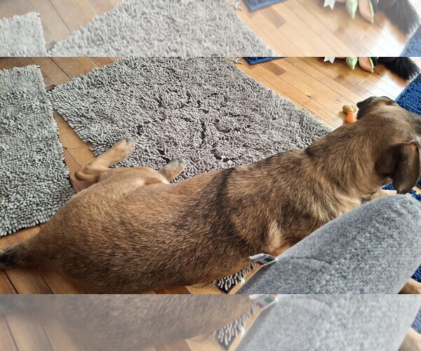 Medium Photo #13 German Shepherd Dog-Unknown Mix Puppy For Sale in Sebec, ME, USA