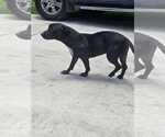 Small #3 American Pit Bull Terrier Mix
