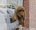 Small Photo #17 Plott Hound Puppy For Sale in MIDVALE, UT, USA