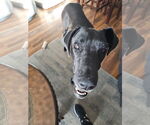 Small #6 Great Dane
