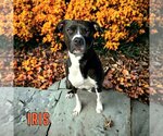 Small #12 American Pit Bull Terrier-Dalmatian Mix