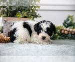 Small #2 Poodle (Miniature)
