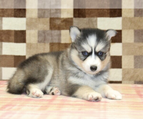Medium Photo #2 Pomsky Puppy For Sale in DENVER, PA, USA