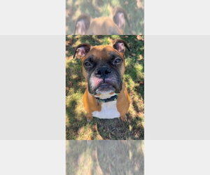 Boxer Dogs for adoption in Austin, TX, USA