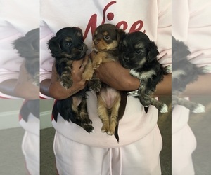 Yorkshire Terrier Puppy for sale in MCDONOUGH, GA, USA