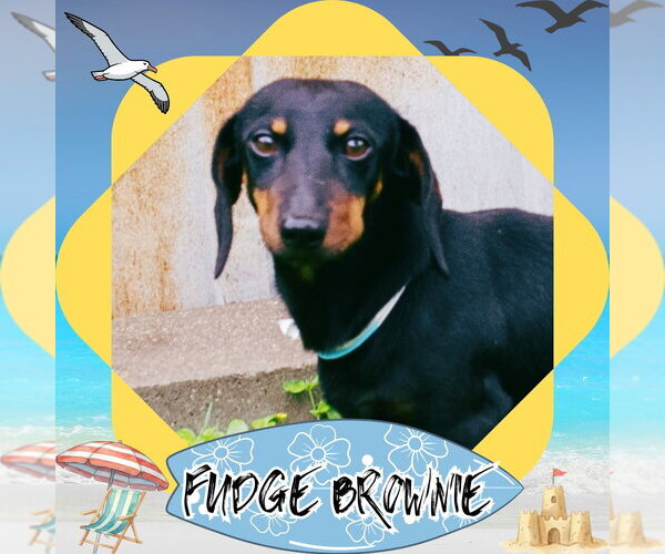 Medium Photo #2 Dachshund Puppy For Sale in San Antonio, TX, USA