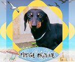 Small #1 Dachshund