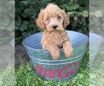 Small #3 Cockapoo (Miniature)