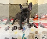 Puppy Linen French Bulldog