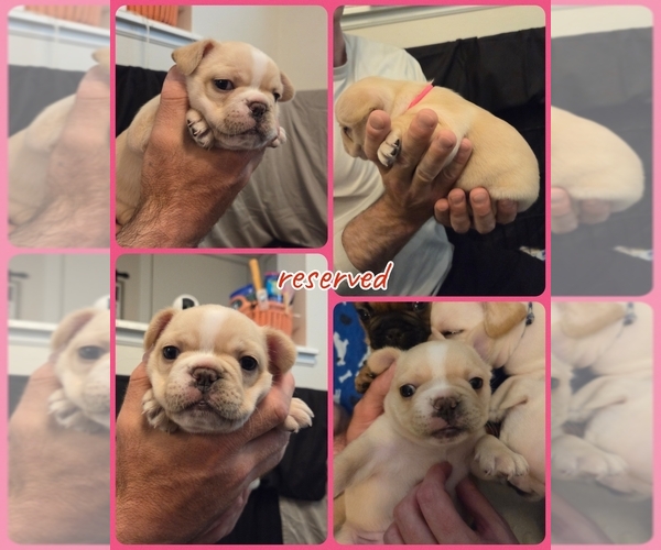Medium Photo #12 French Bulldog Puppy For Sale in FORT COLLINS, CO, USA