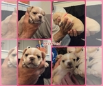 Small #11 French Bulldog