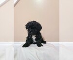 Puppy Puppy 2 Havanese-Poodle (Toy) Mix