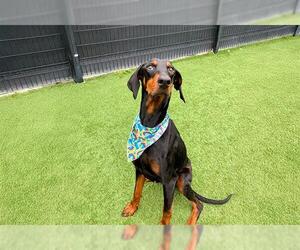 Doberman Pinscher Dogs for adoption in Orange, CA, USA