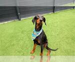 Small Doberman Pinscher