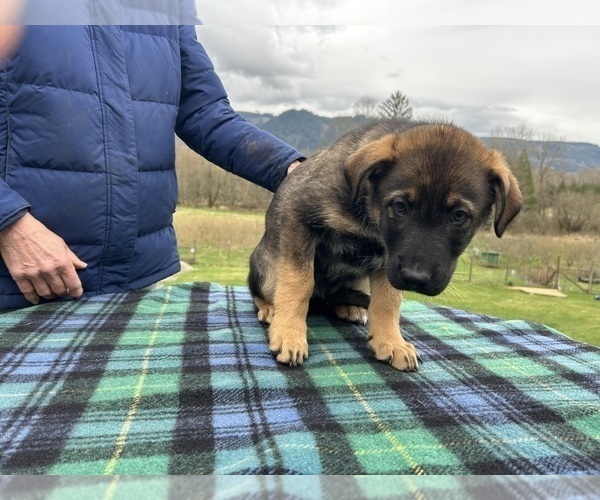 Medium Photo #13 Australian Shepherd-German Shepherd Dog Mix Puppy For Sale in DEMING, WA, USA
