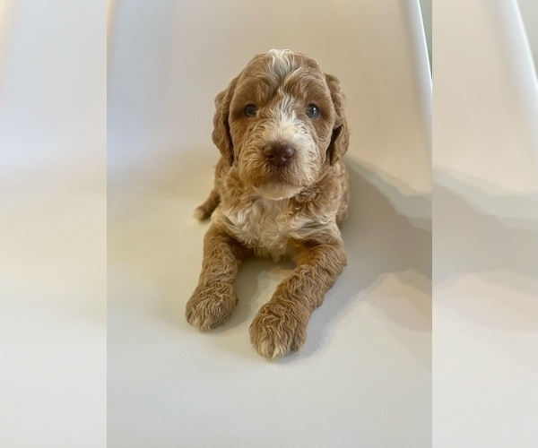Medium Photo #6 Goldendoodle Puppy For Sale in JENKS, OK, USA