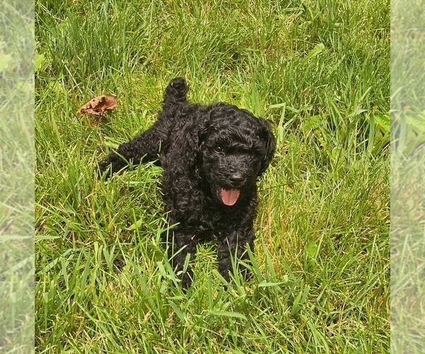 Medium Photo #4 Poodle (Standard) Puppy For Sale in MILWAUKEE, WI, USA