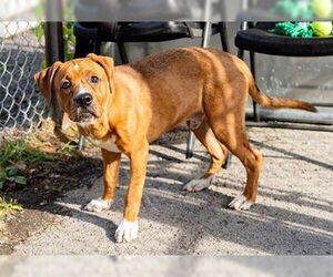 American Pit Bull Terrier-Bulldog Mix Dogs for adoption in Dellslow, WV, USA