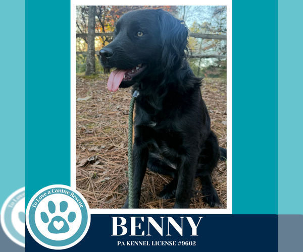 Medium Photo #3 Mutt Puppy For Sale in Kimberton, PA, USA