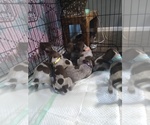Small Photo #21 German Shorthaired Pointer Puppy For Sale in SAINT GEORGE, SC, USA