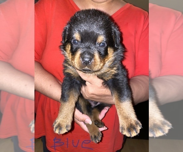 Medium Photo #3 Rottweiler Puppy For Sale in AIKEN, SC, USA