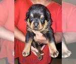 Small Photo #3 Rottweiler Puppy For Sale in AIKEN, SC, USA