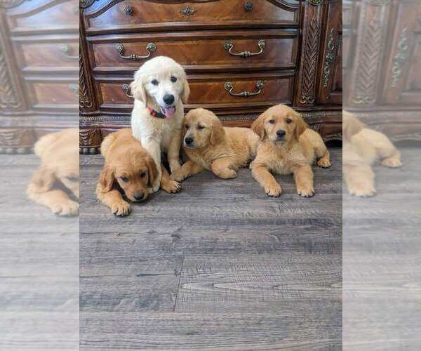 Medium Photo #2 Golden Retriever Puppy For Sale in CITRUS HEIGHTS, CA, USA