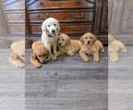 Small #1 Golden Retriever