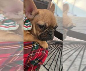 French Bulldog Puppy for sale in ERIE, PA, USA