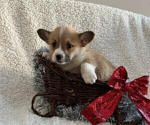 Pembroke Welsh Corgi Puppy for sale in THORP, WI, USA