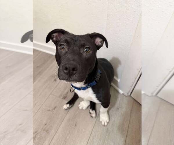 Medium Photo #7 Basset Hound-Unknown Mix Puppy For Sale in Sheboygan, WI, USA