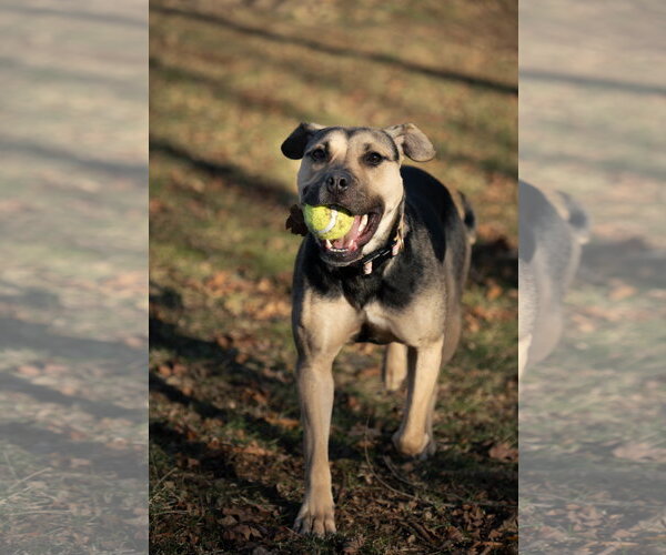 Medium Photo #1 Mutt Puppy For Sale in Chester, NJ, USA