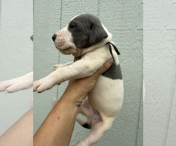 Medium Photo #5 Great Dane Puppy For Sale in HALLETTSVILLE, TX, USA
